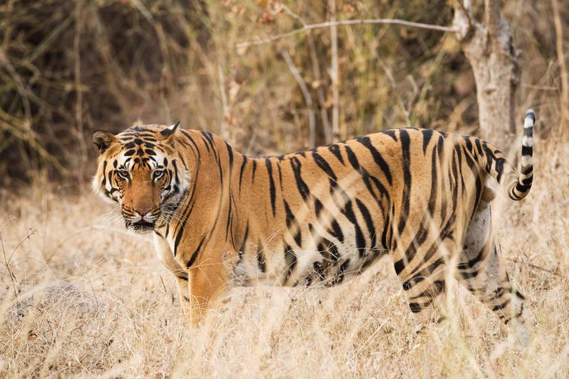 sundarban